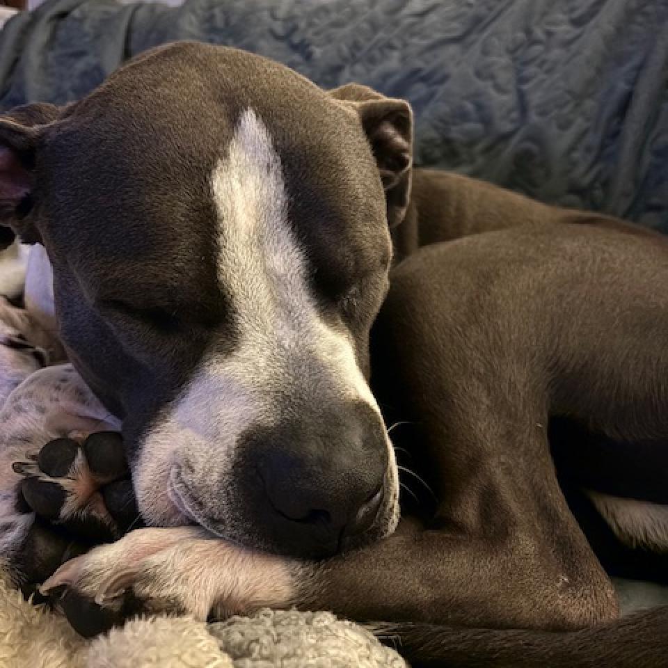 Slim, an adoptable Pit Bull Terrier in Kanab, UT, 84741 | Photo Image 3