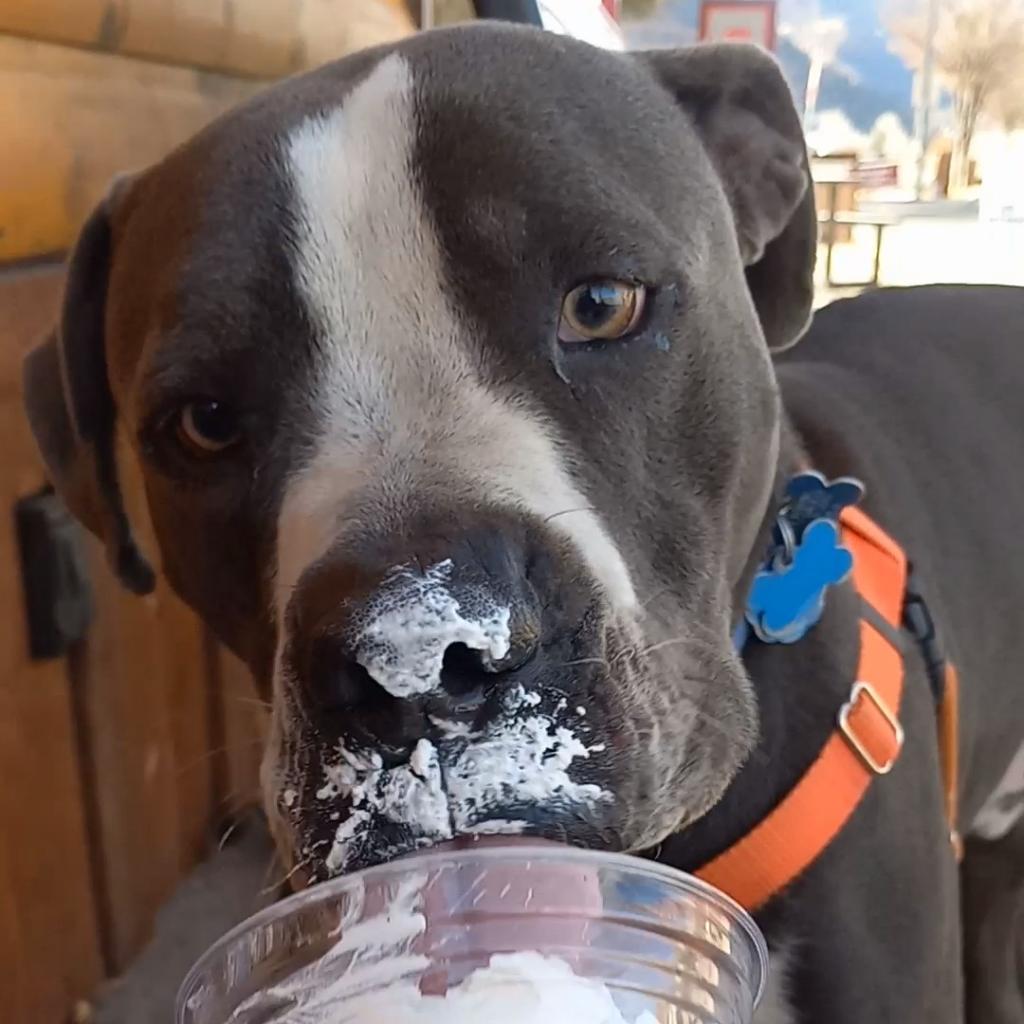 Slim, an adoptable Pit Bull Terrier in Kanab, UT, 84741 | Photo Image 4