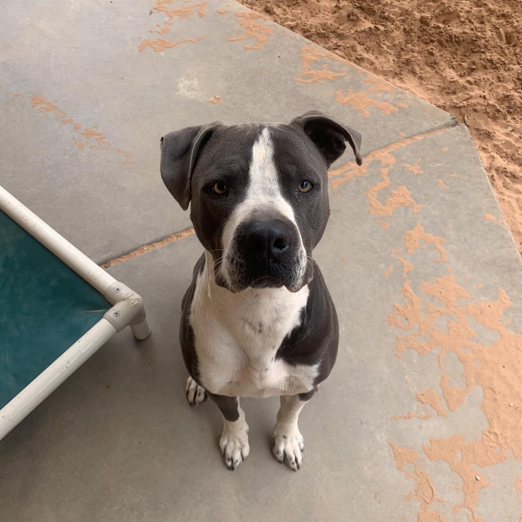 Slim, an adoptable Pit Bull Terrier in Kanab, UT, 84741 | Photo Image 5