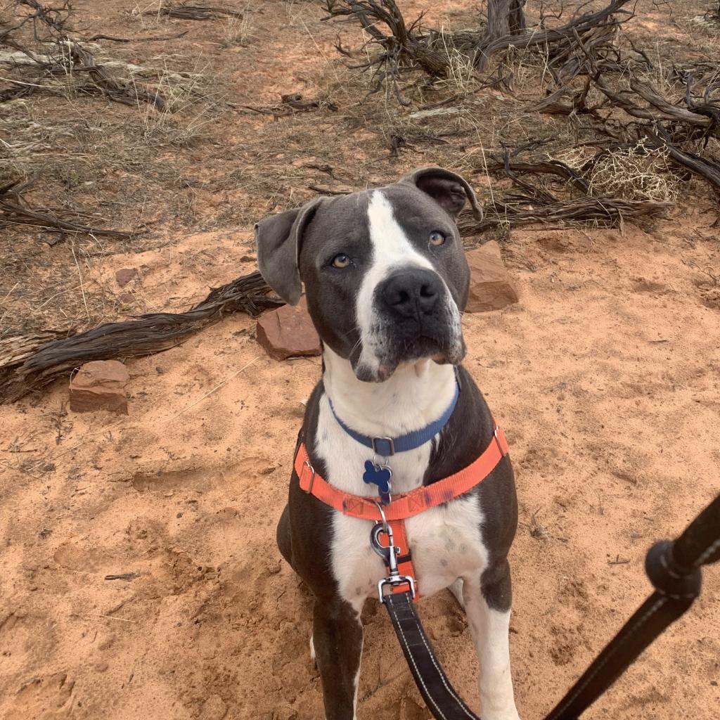 Slim, an adoptable Pit Bull Terrier in Kanab, UT, 84741 | Photo Image 6