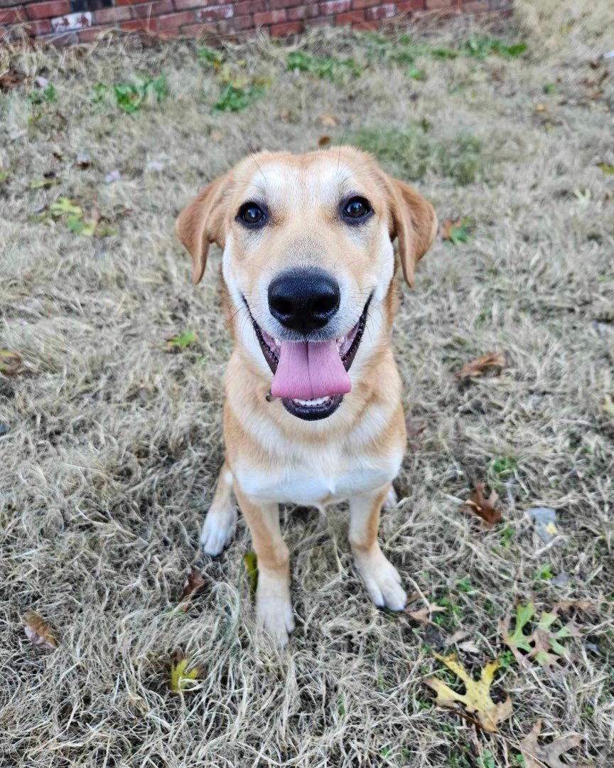 Dog for adoption - Hazel, a Yellow Labrador Retriever in Broken Arrow ...