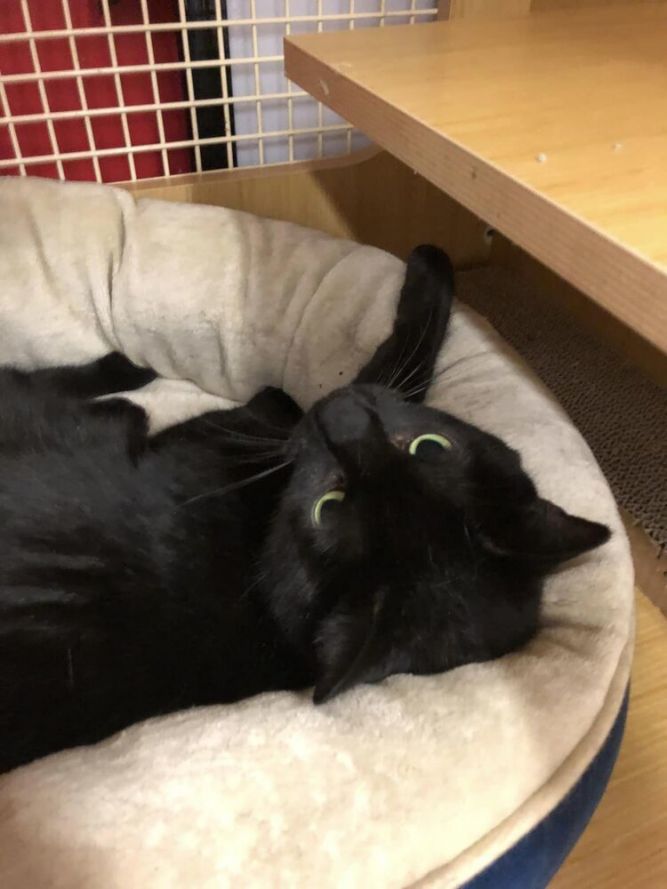 Cat for adoption Momma Uni Featured at Petco in Columbia MD