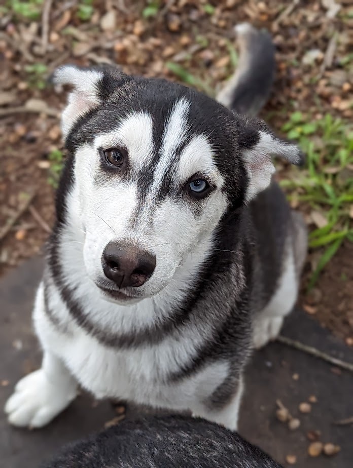 Crixus, an adoptable Siberian Husky in Mission, TX, 78574 | Photo Image 1