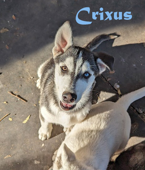 Crixus, an adoptable Siberian Husky in Mission, TX, 78574 | Photo Image 2