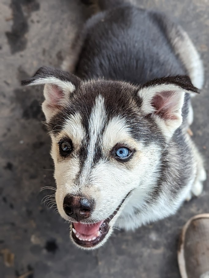 Crixus, an adoptable Siberian Husky in Mission, TX, 78574 | Photo Image 3