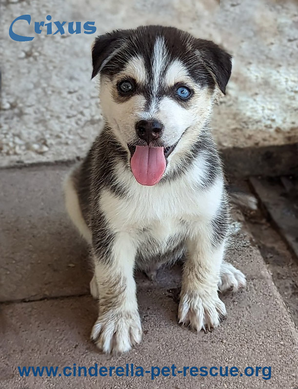 Crixus, an adoptable Siberian Husky in Mission, TX, 78574 | Photo Image 4