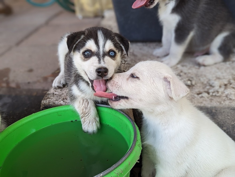 Crixus, an adoptable Siberian Husky in Mission, TX, 78574 | Photo Image 5