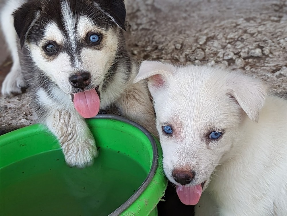 Crixus, an adoptable Siberian Husky in Mission, TX, 78574 | Photo Image 6