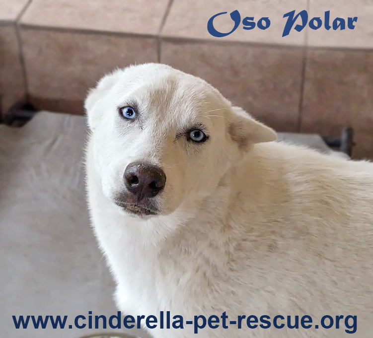 Oso Polar, an adoptable Siberian Husky in Mission, TX, 78574 | Photo Image 1