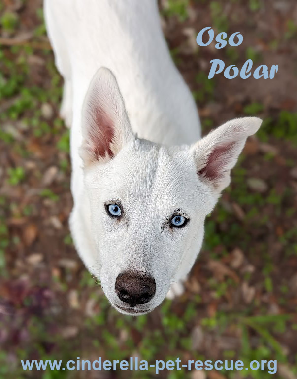 Oso Polar, an adoptable Siberian Husky in Mission, TX, 78574 | Photo Image 2