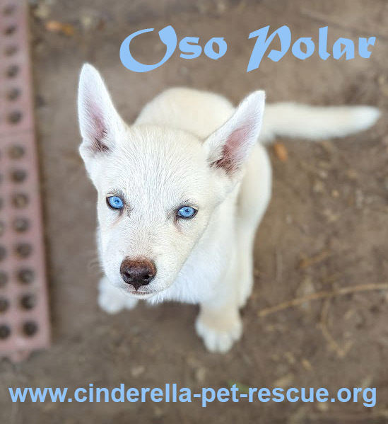 Oso Polar, an adoptable Siberian Husky in Mission, TX, 78574 | Photo Image 3