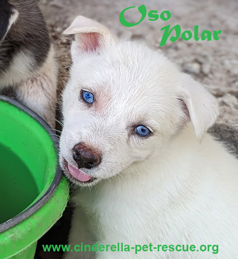 Oso Polar, an adoptable Siberian Husky in Mission, TX, 78574 | Photo Image 5