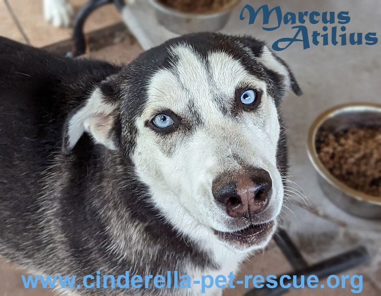 Marcus Atilius, an adoptable Siberian Husky in Mission, TX, 78574 | Photo Image 1