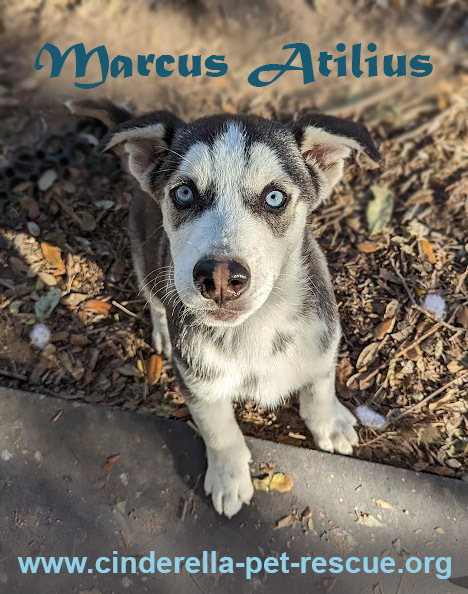 Marcus Atilius, an adoptable Siberian Husky in Mission, TX, 78574 | Photo Image 2