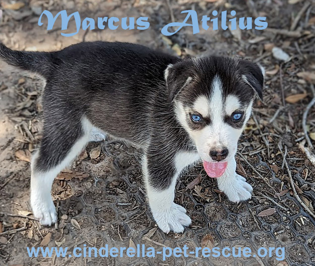 Marcus Atilius, an adoptable Siberian Husky in Mission, TX, 78574 | Photo Image 3