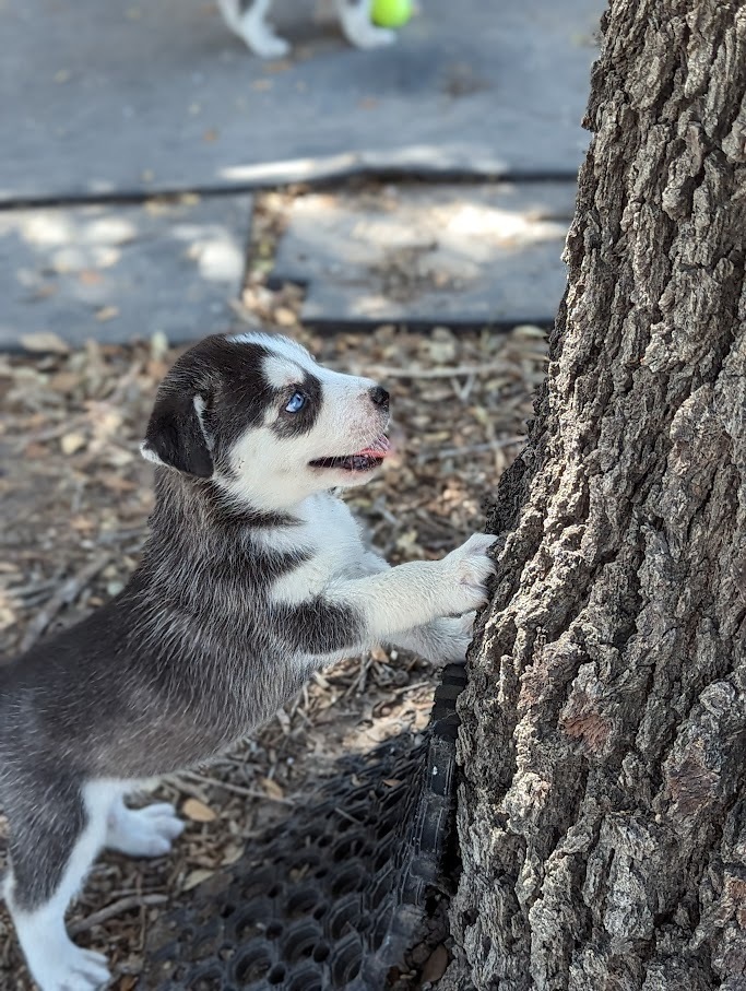 Marcus Atilius, an adoptable Siberian Husky in Mission, TX, 78574 | Photo Image 4