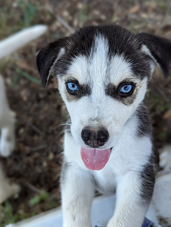 Marcus Atilius, an adoptable Siberian Husky in Mission, TX, 78574 | Photo Image 5