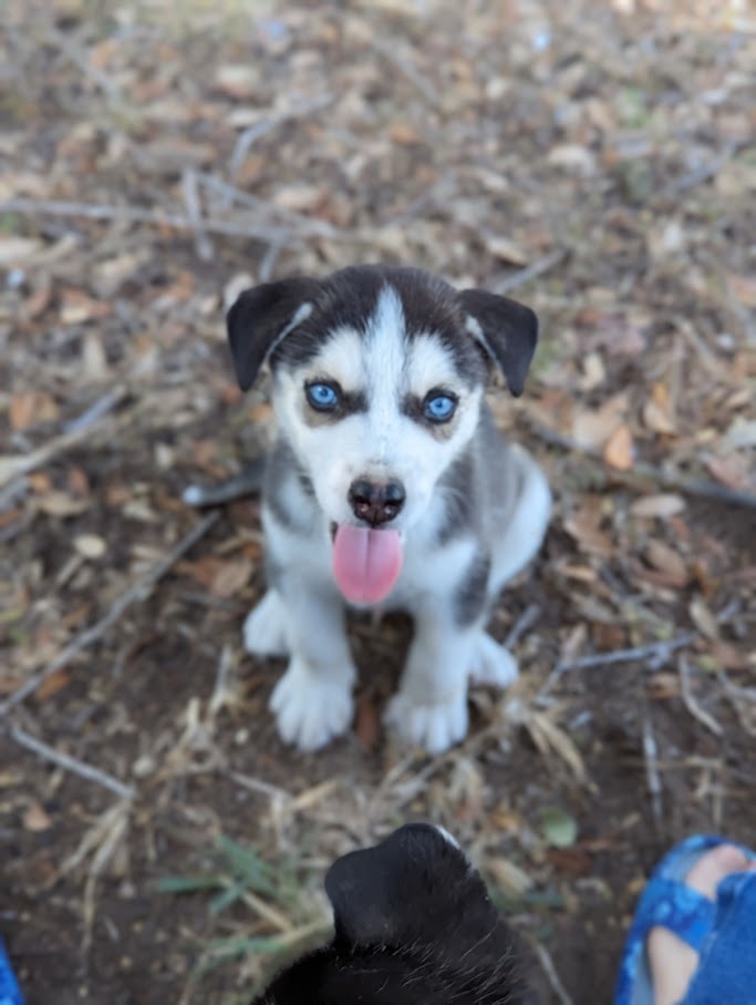 Marcus Atilius, an adoptable Siberian Husky in Mission, TX, 78574 | Photo Image 6