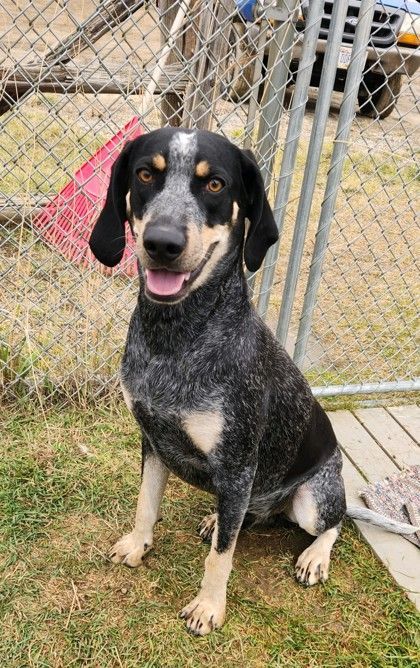 Whiskey, an adoptable Bluetick Coonhound in Butte, MT, 59701 | Photo Image 1