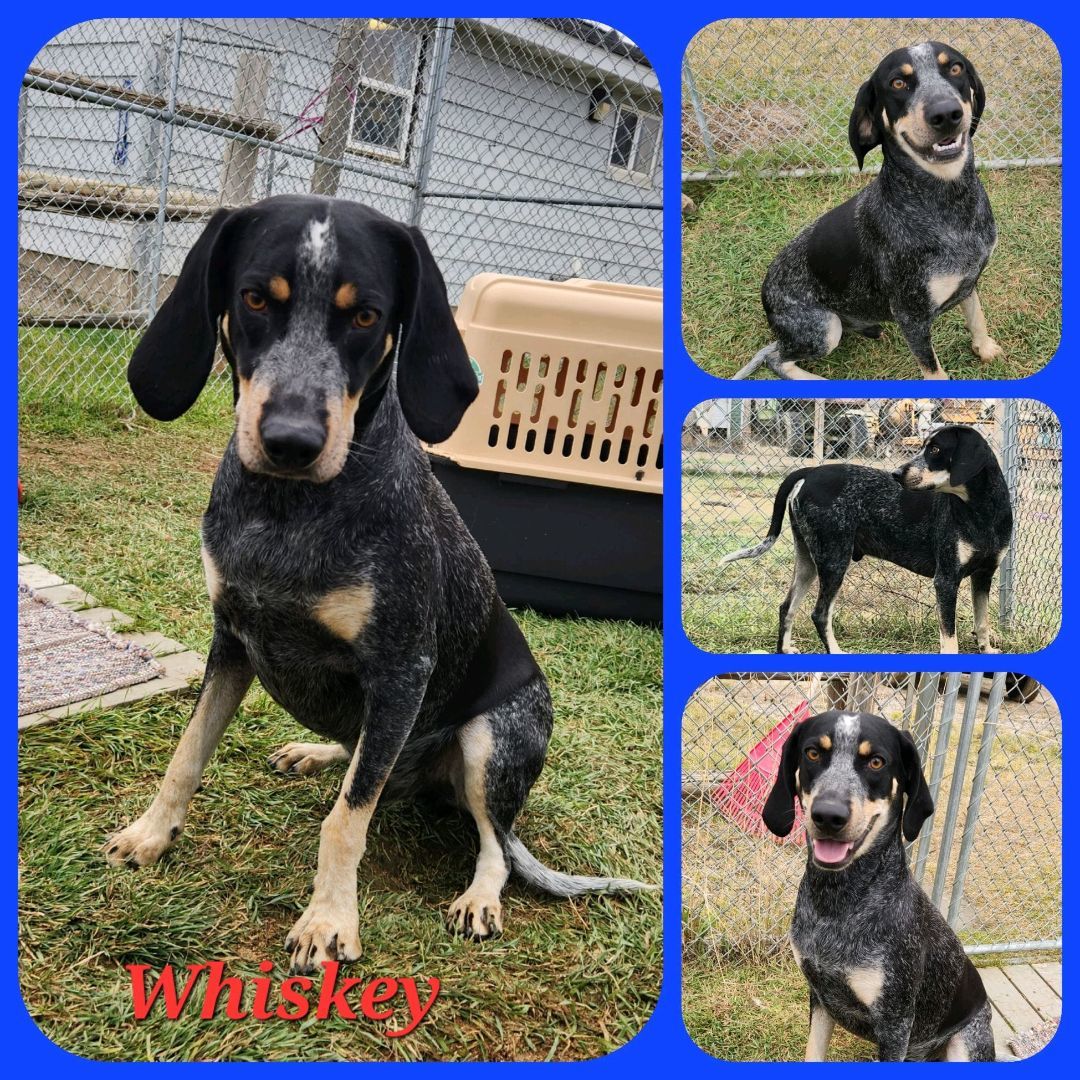 Whiskey, an adoptable Bluetick Coonhound in Butte, MT, 59701 | Photo Image 2