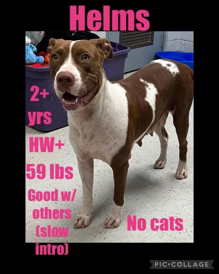 Dog for adoption - Helms, a Pit Bull Terrier in Jeffersonville, GA