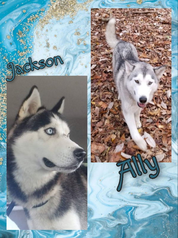 Dog for adoption - Ally and Jackson, a Siberian Husky in Millersville ...