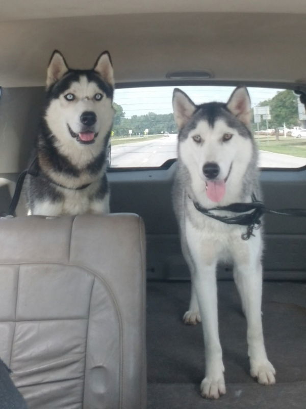 Dog for adoption - Ally and Jackson, a Siberian Husky in Millersville ...