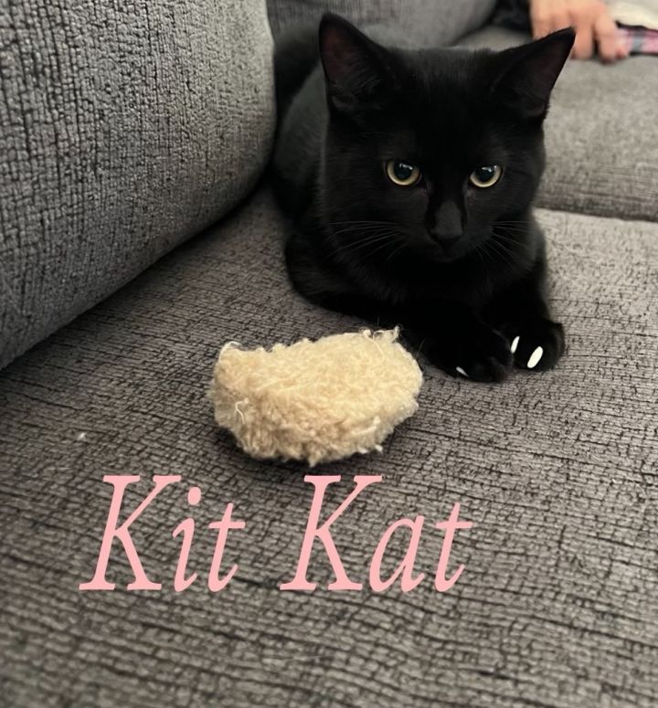 Kit Kat, an adoptable Domestic Short Hair Mix in Omaha, NE_image-2