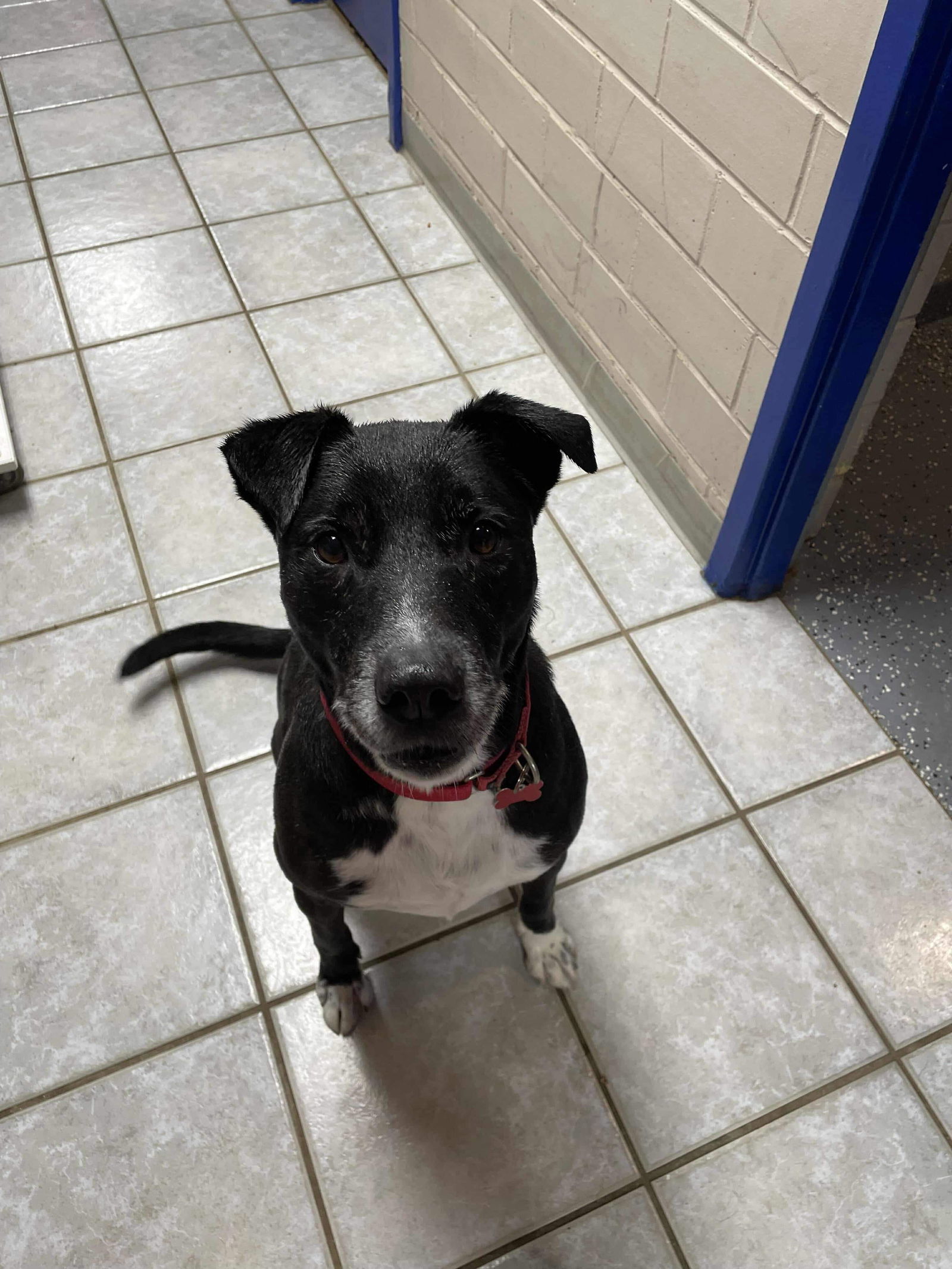 Charlie, an adoptable Black Labrador Retriever, Shepherd in Cedar Rapids, IA, 52405 | Photo Image 1