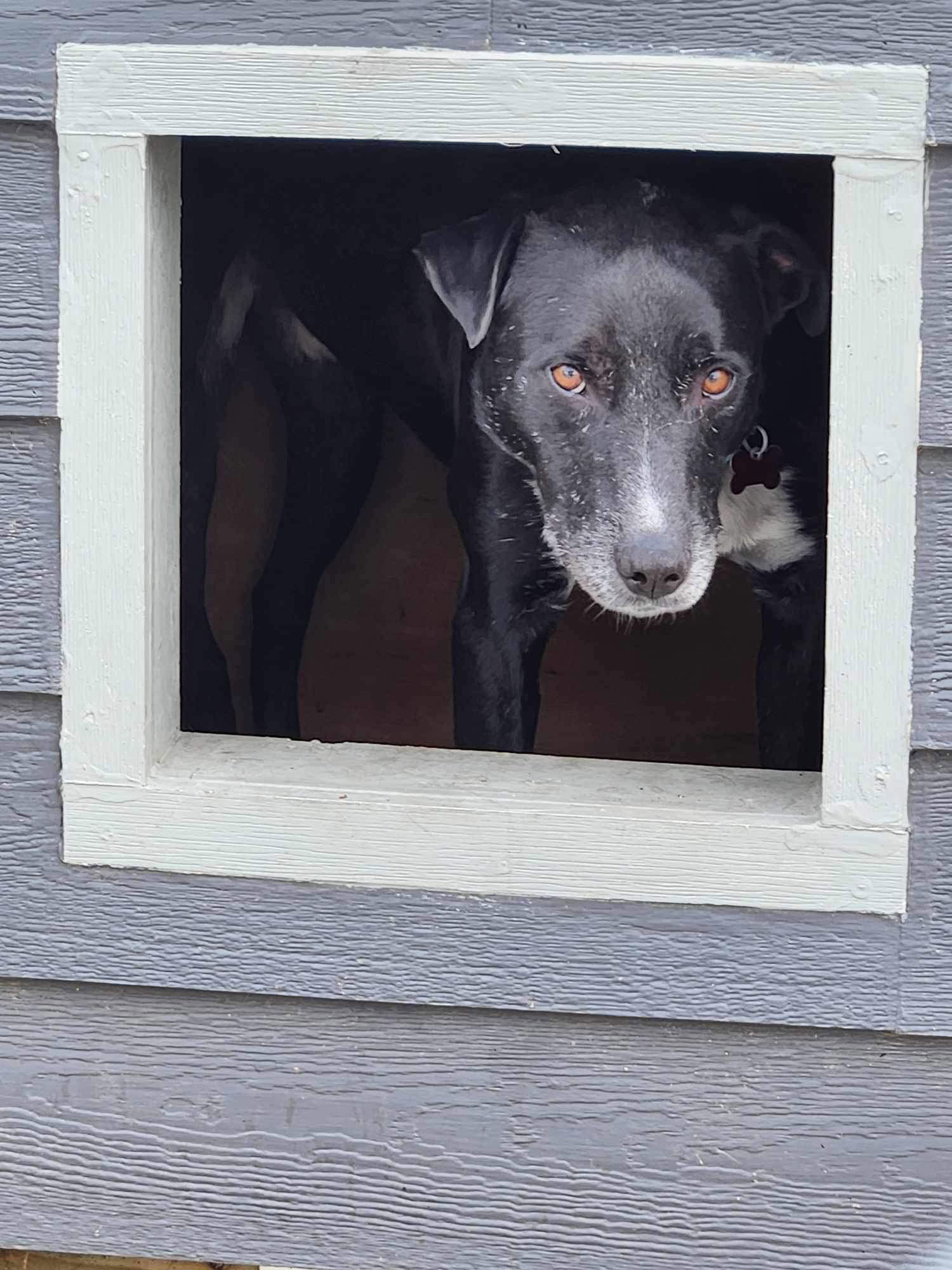 Charlie, an adoptable Black Labrador Retriever, Shepherd in Cedar Rapids, IA, 52405 | Photo Image 2