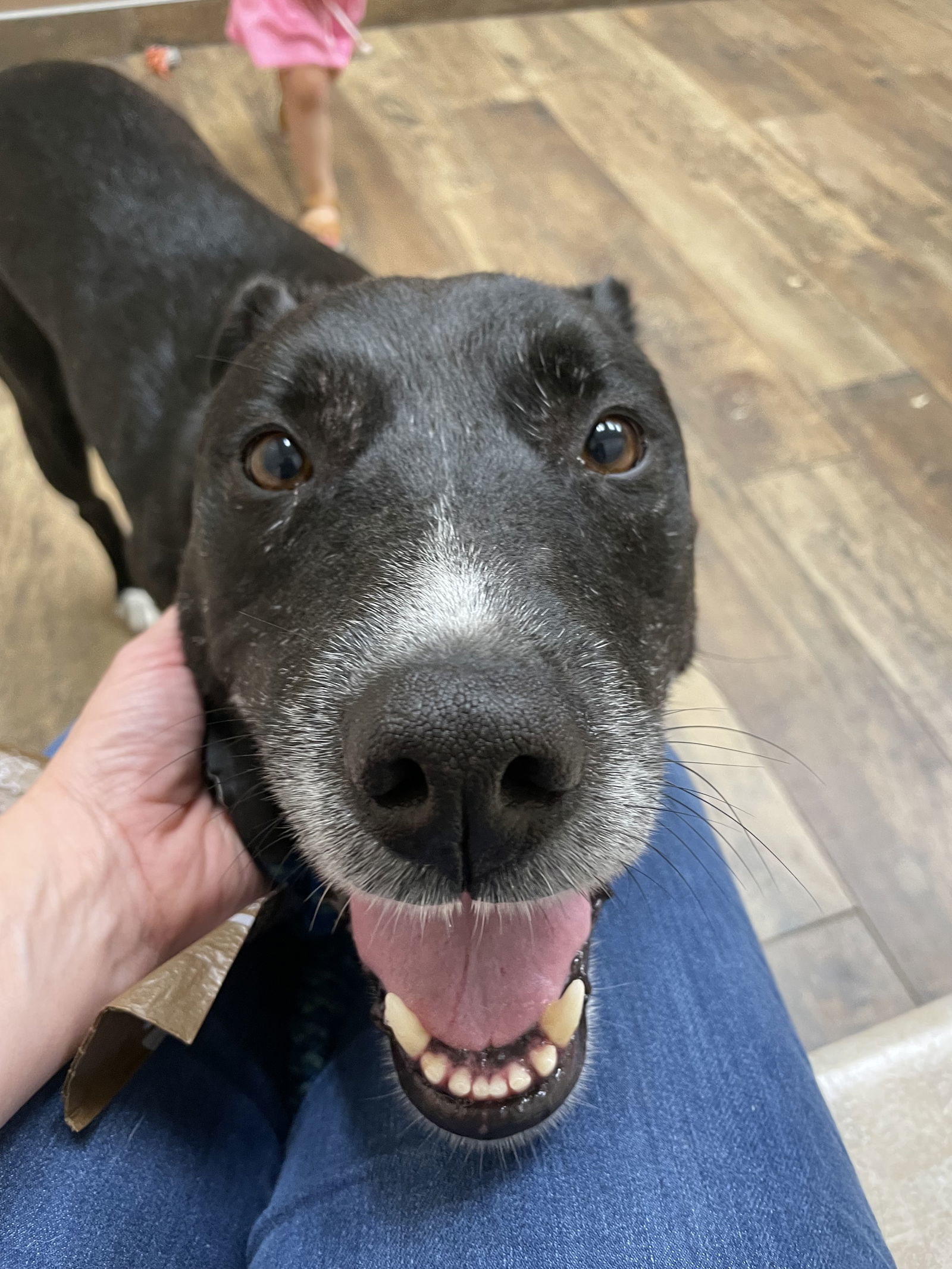 Charlie, an adoptable Black Labrador Retriever, Shepherd in Cedar Rapids, IA, 52405 | Photo Image 3