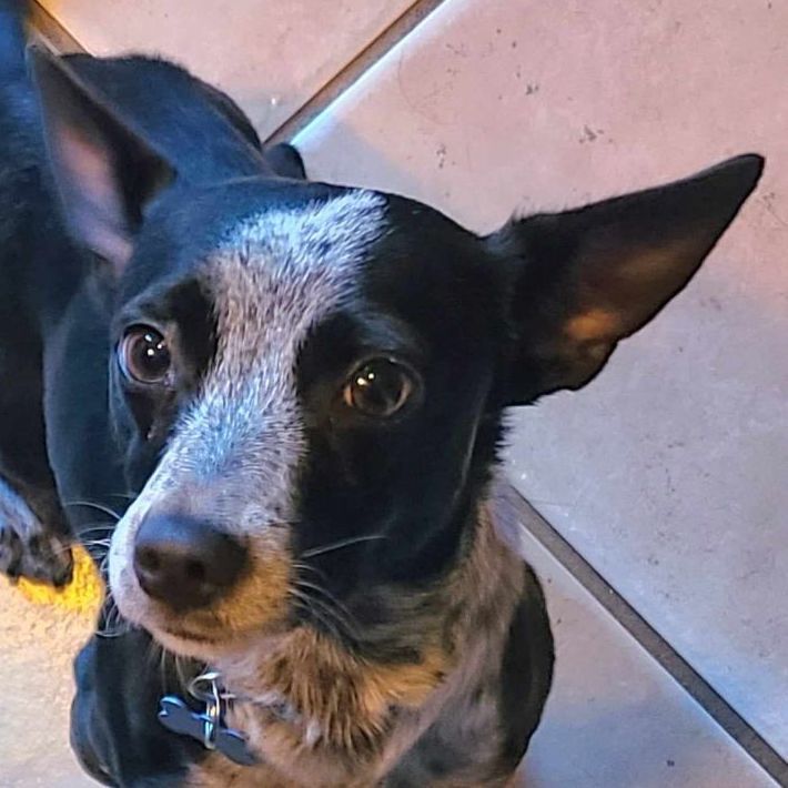 Dog For Adoption - Oreo, A Chihuahua & Rat Terrier Mix In Grand Prairie 