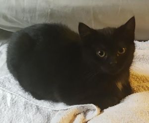 Ottawa Kitten Rescue