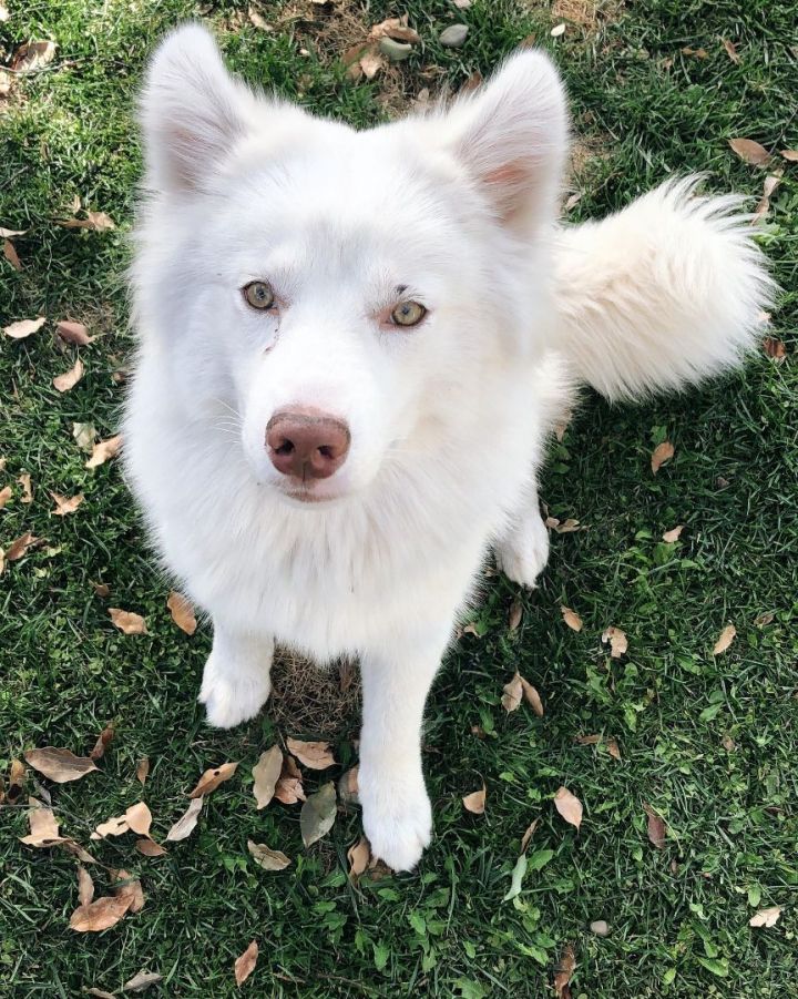 White sale siberian dog