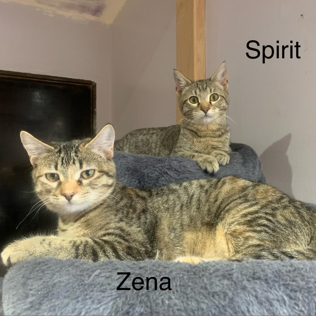 Zena, an adoptable Domestic Short Hair in Wichita, KS, 67208 | Photo Image 3