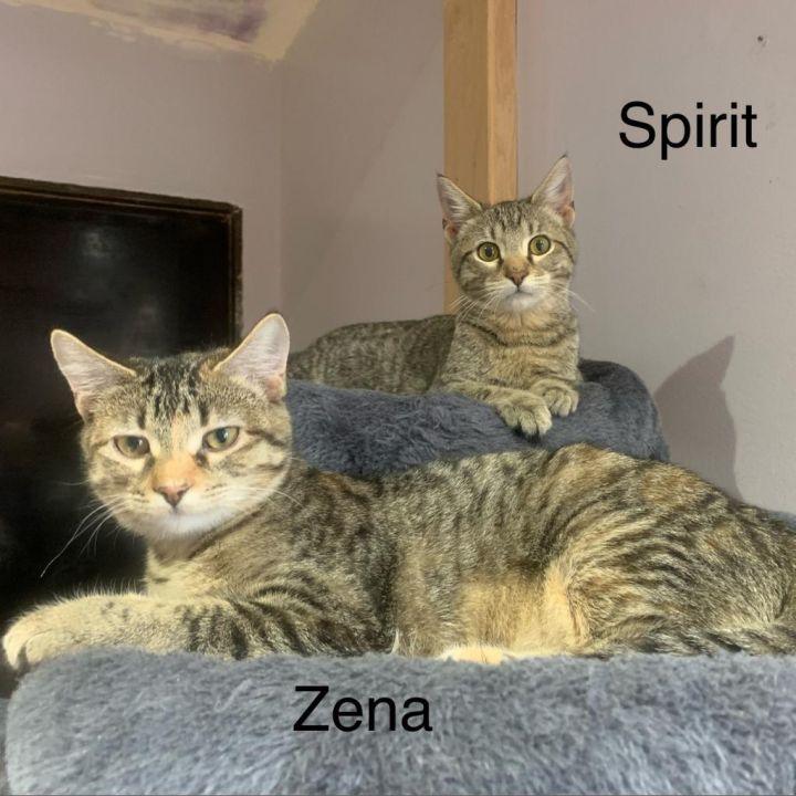 Zena 3