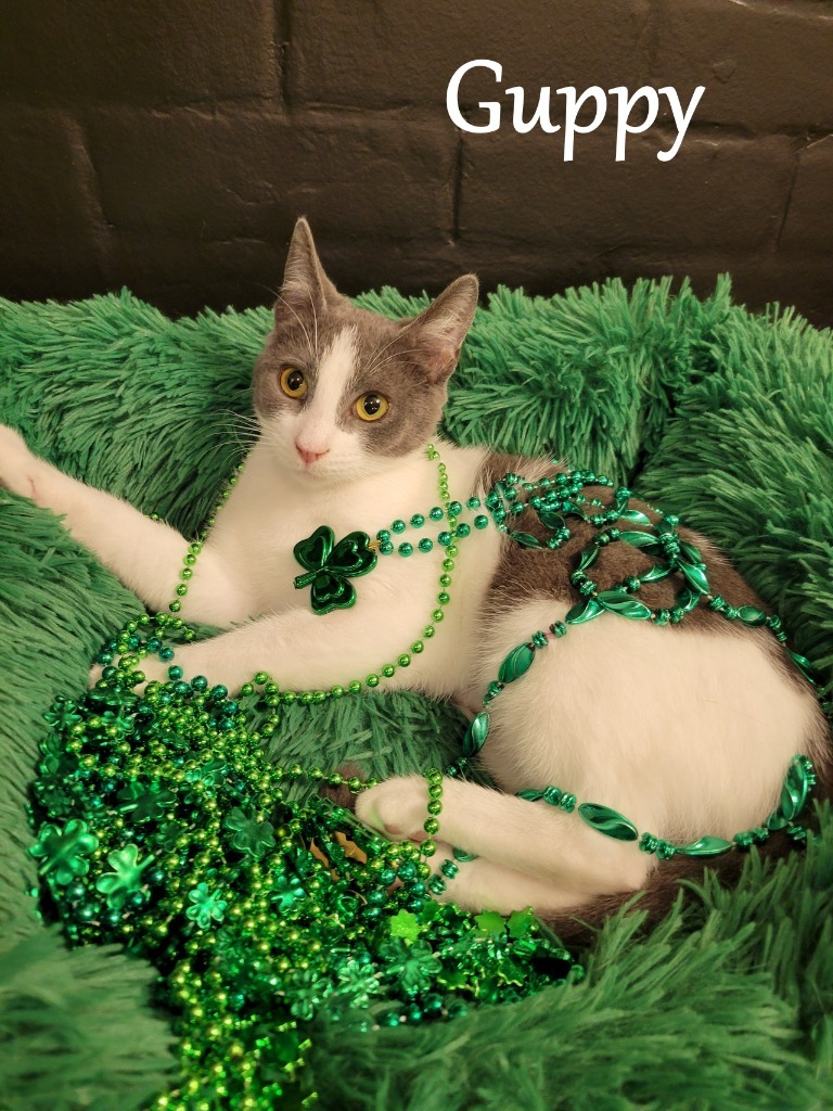 Guppy, an adoptable Domestic Short Hair in Hoover , AL, 35226 | Photo Image 1