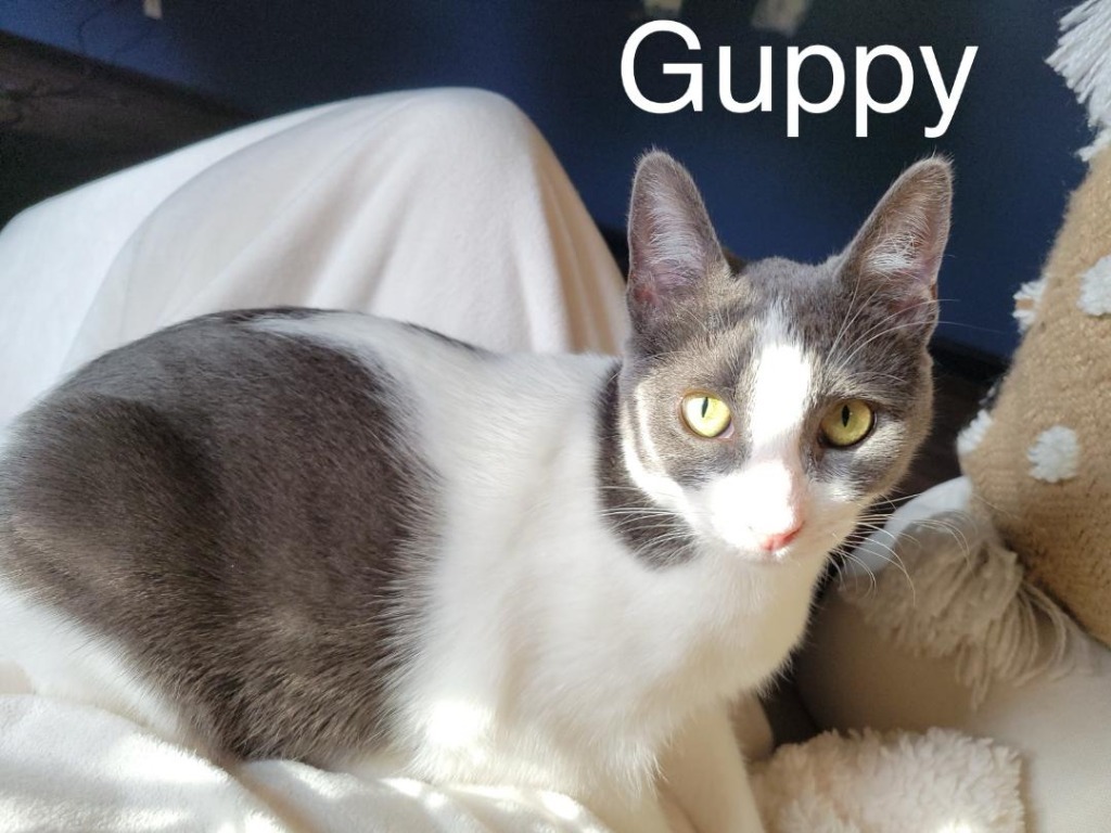 Guppy, an adoptable Domestic Short Hair in Hoover , AL, 35226 | Photo Image 1