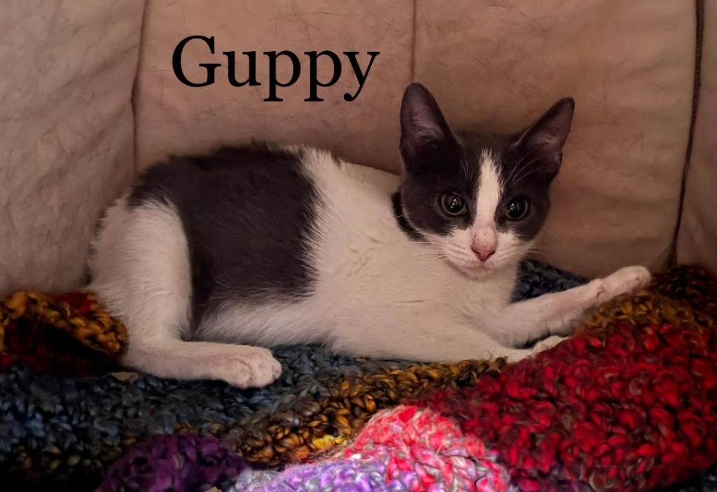 Guppy, an adoptable Domestic Short Hair in Hoover , AL, 35226 | Photo Image 2