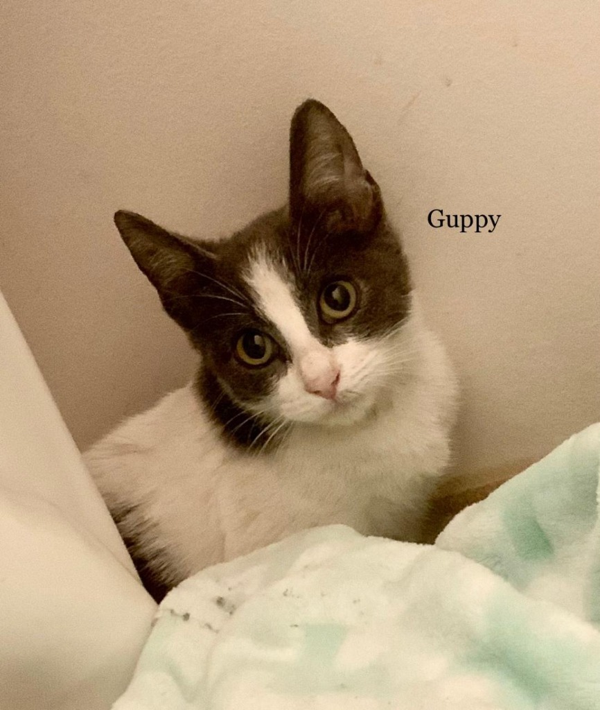 Guppy, an adoptable Domestic Short Hair in Hoover , AL, 35226 | Photo Image 4