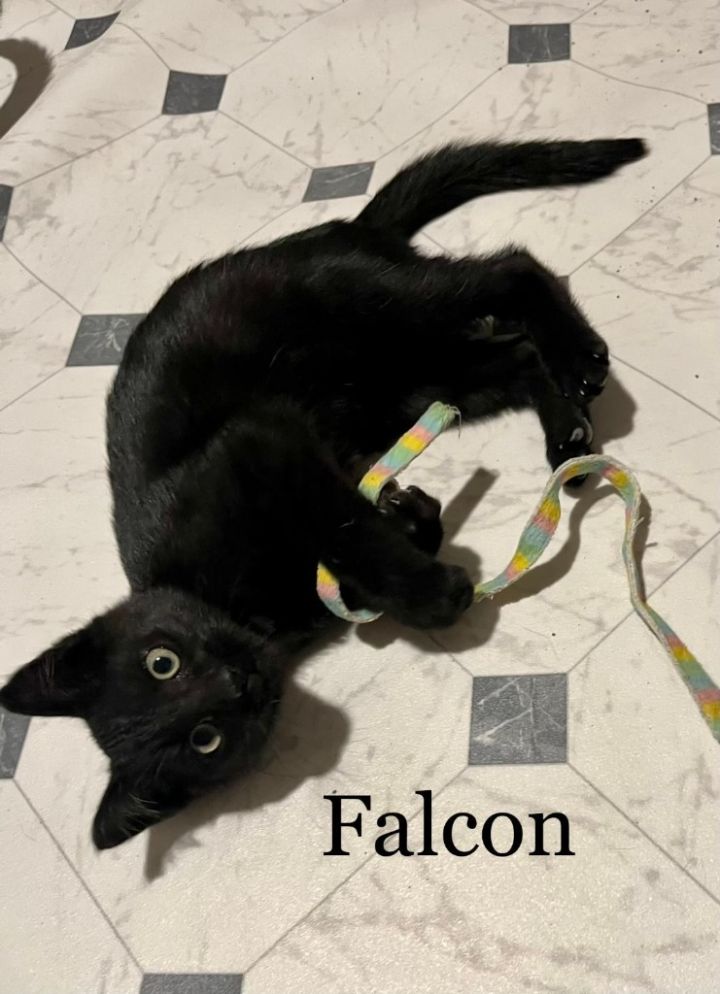 Falcon 4