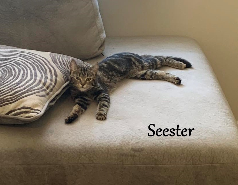 Seester, an adoptable Domestic Short Hair in Hoover , AL, 35226 | Photo Image 1