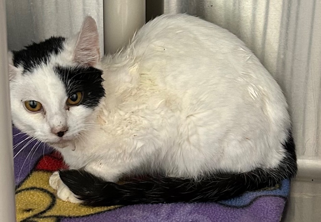 Hubert, an adoptable Domestic Short Hair in Grand Junction, CO, 81505 | Photo Image 1