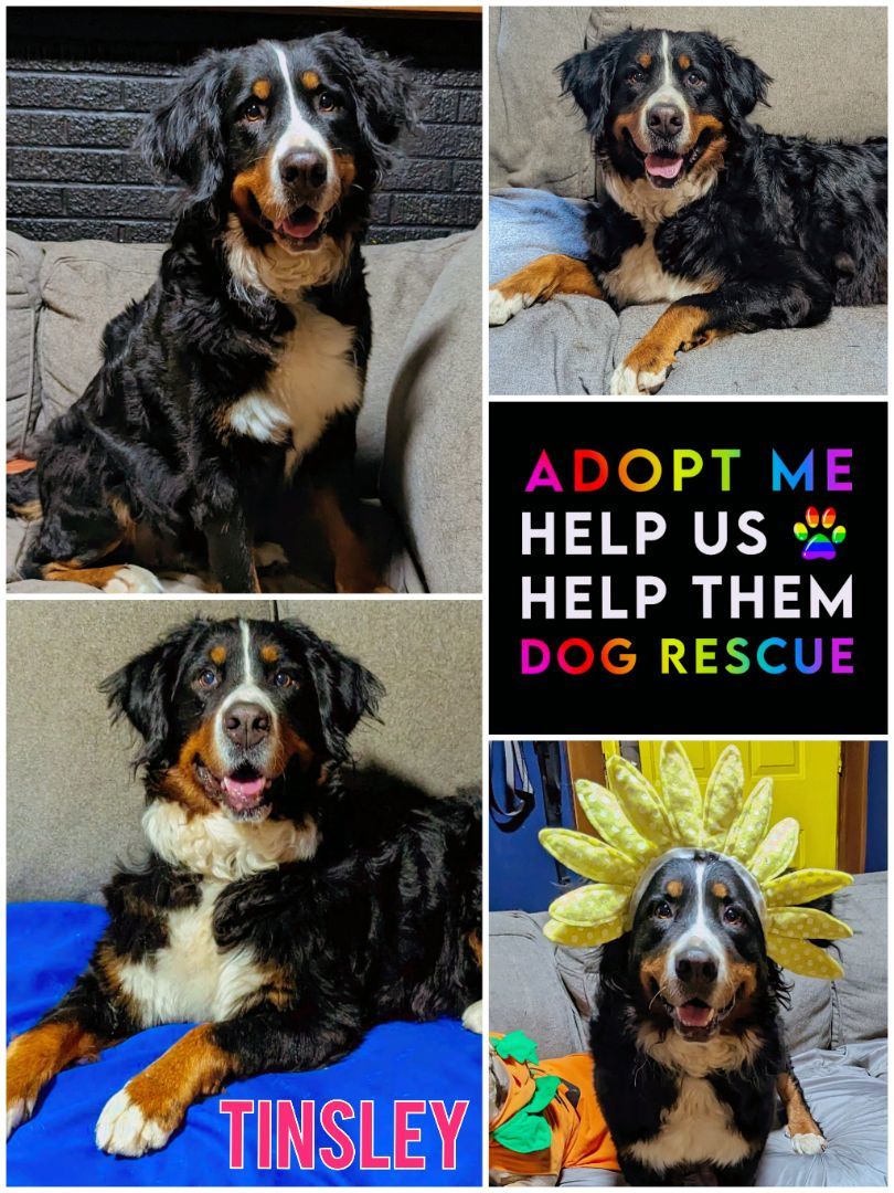 all pet ages in adopt me in order｜TikTok Search