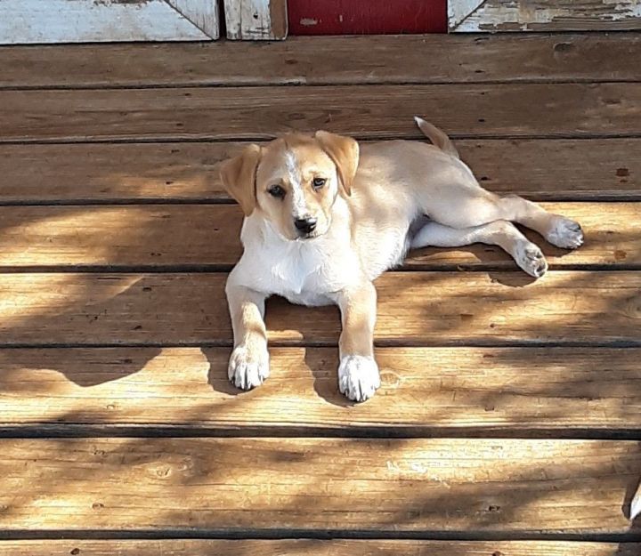 Dog for adoption Phoebe, a Labrador Retriever & Rat Terrier Mix in