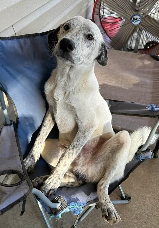 Petfinder store english setter