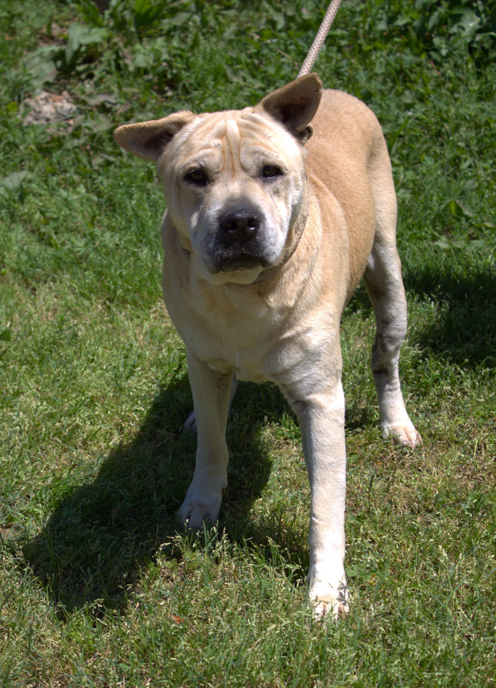 Bruno, an adoptable Shar-Pei in Jackson, MS, 39213 | Photo Image 1