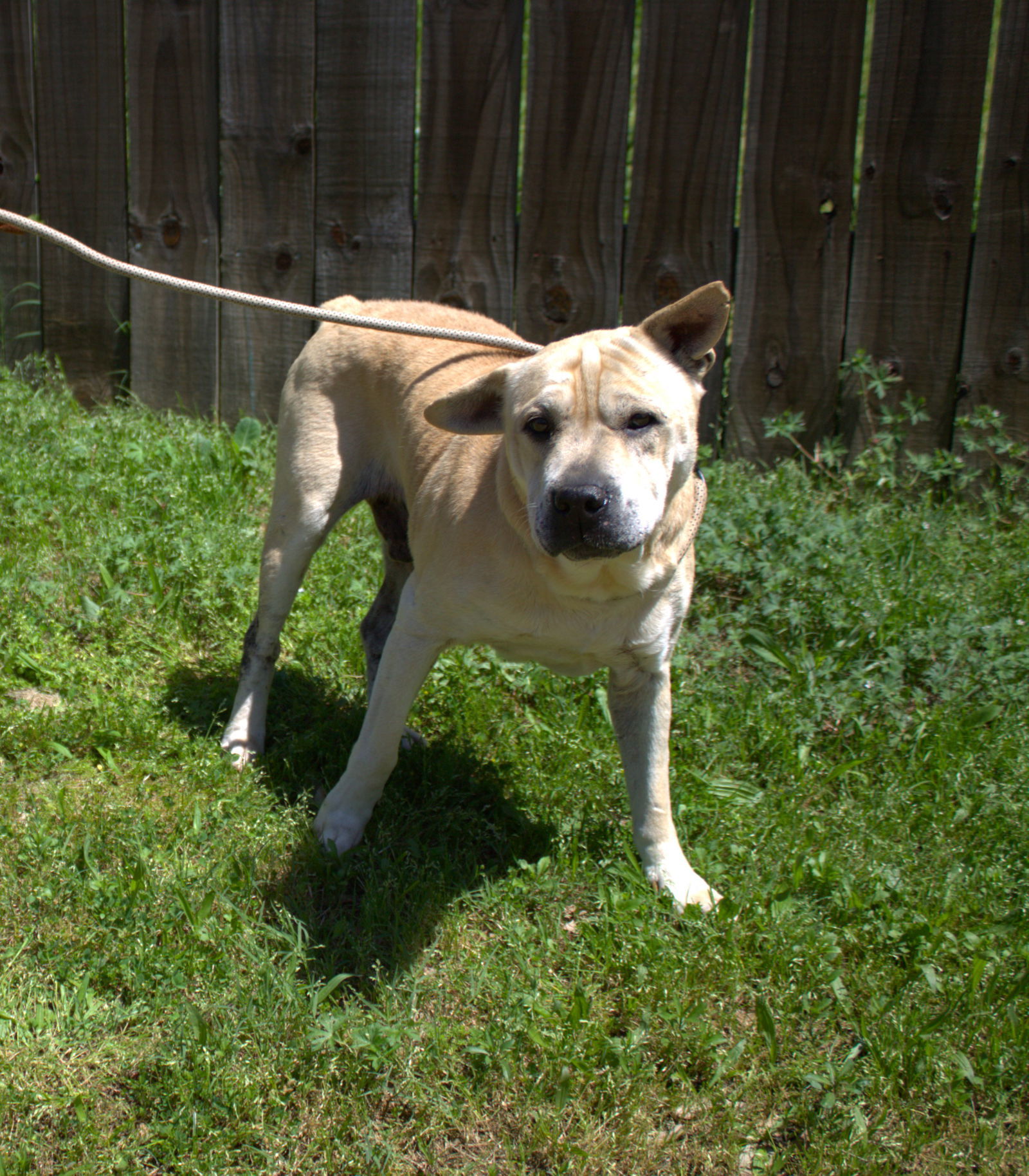 Bruno, an adoptable Shar-Pei in Jackson, MS, 39213 | Photo Image 2