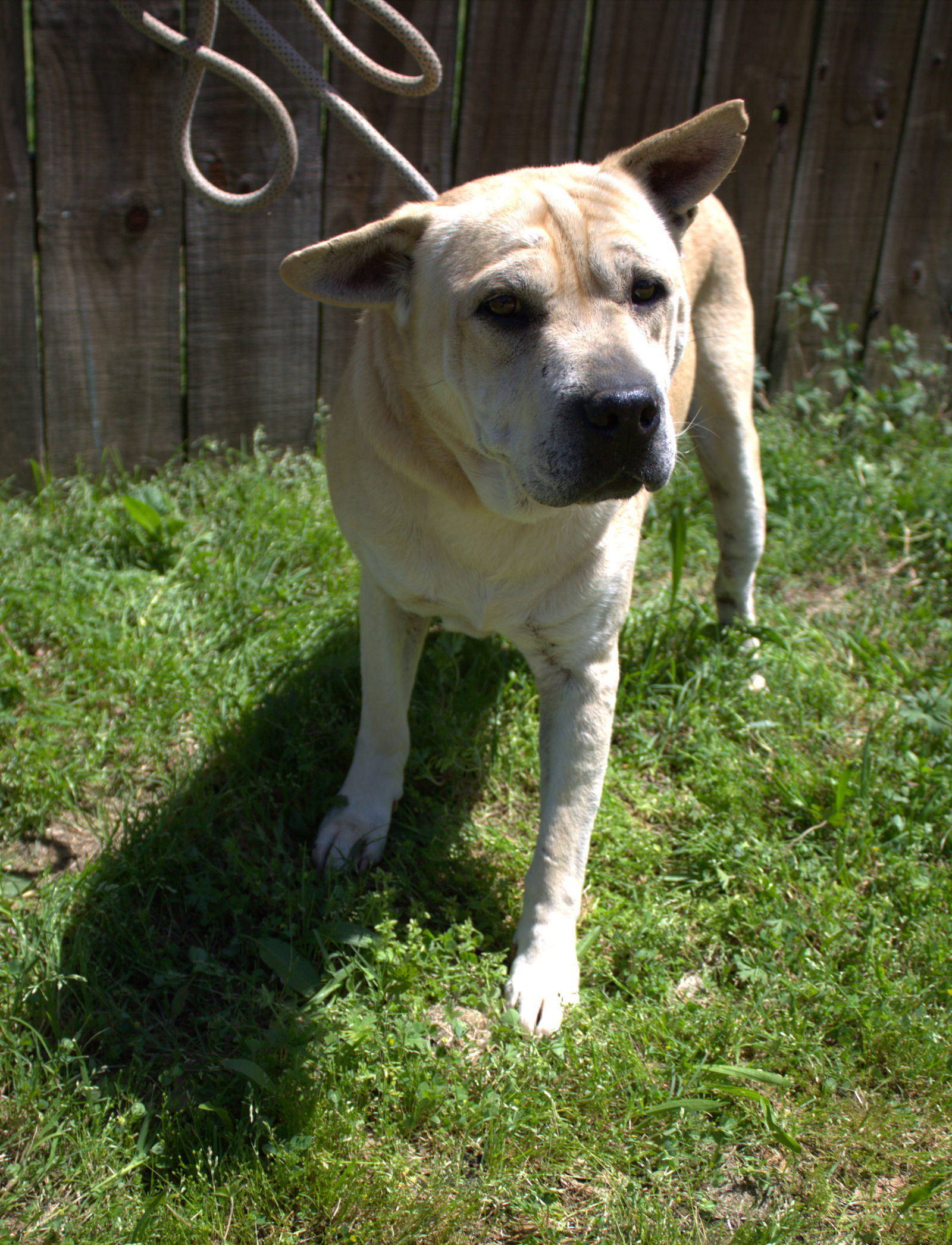 Bruno, an adoptable Shar-Pei in Jackson, MS, 39213 | Photo Image 3