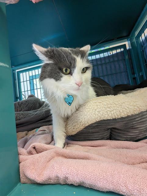 KRYPTON, an adoptable Domestic Medium Hair in Santa Barbara, CA, 93111 | Photo Image 1